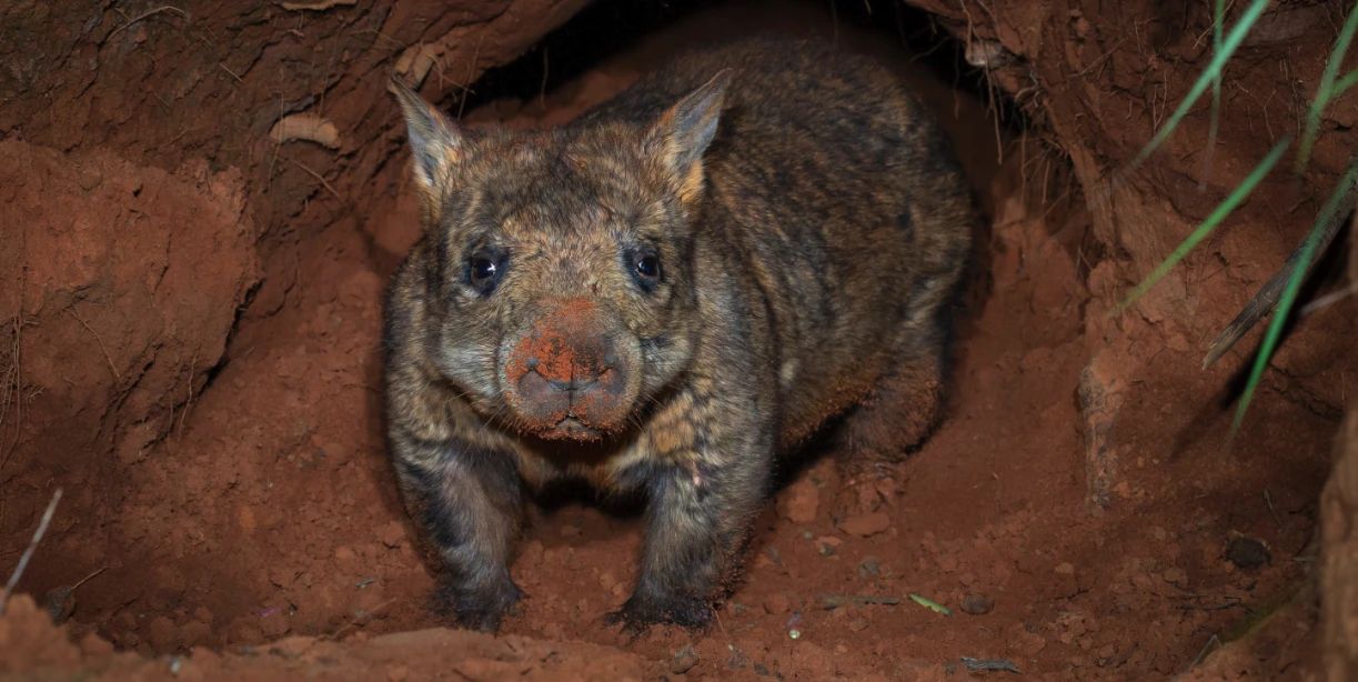 Northern Hairy-Nosed Wombat: Population Triples in Decade as Conservation Efforts Rewrite Survival Story