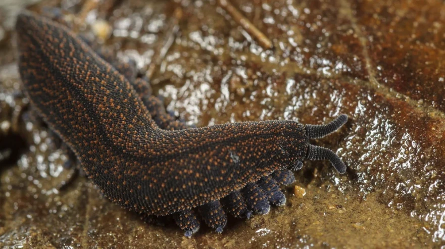 New Zealand’s 2025 Bug of the Year: Ancient Poison-Spitting Velvet Worm Ignites Scientific Fascination