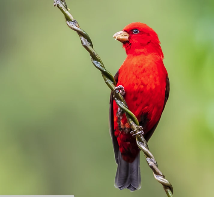 Ruby-red scarlet finches spotted in Yunnan